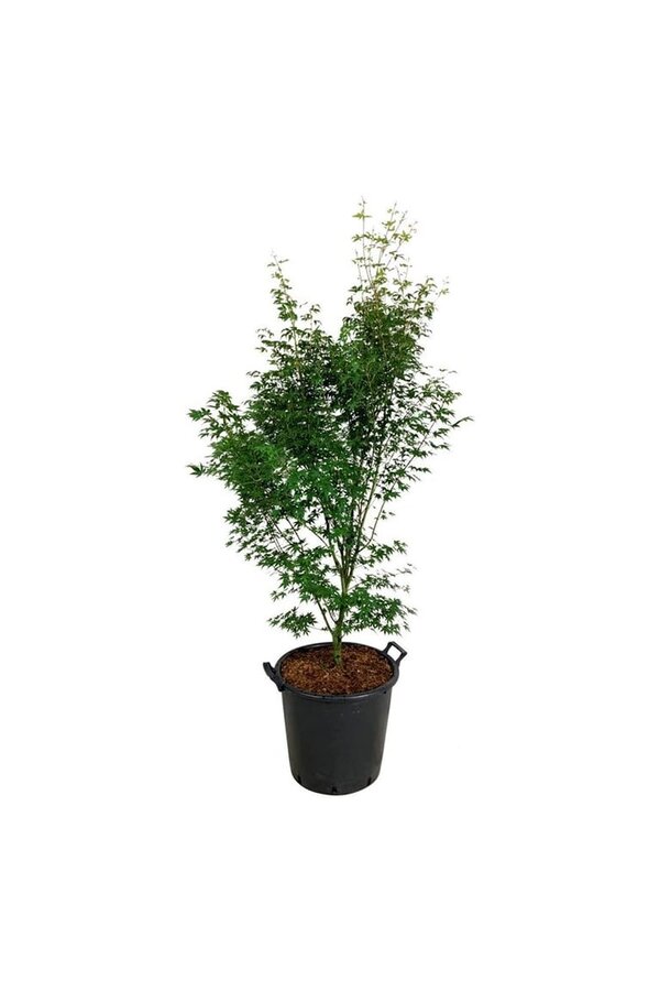 Ahorn Acer Tsukasa Silhouette PBR