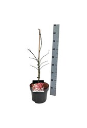 Ahorn Acer Granat