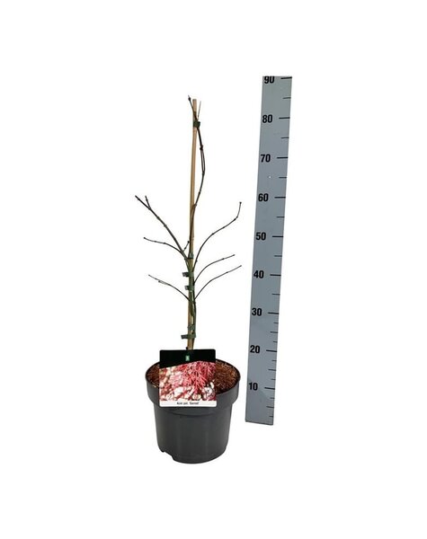 Acer