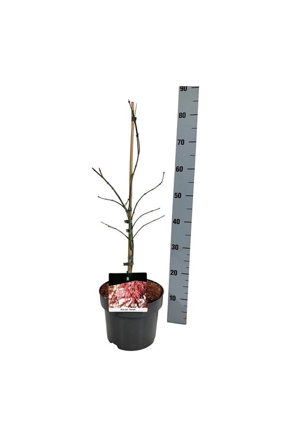 Ahorn Acer Granat