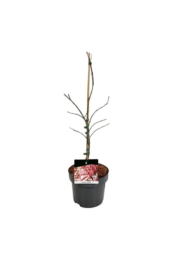 Ahorn Acer Granat