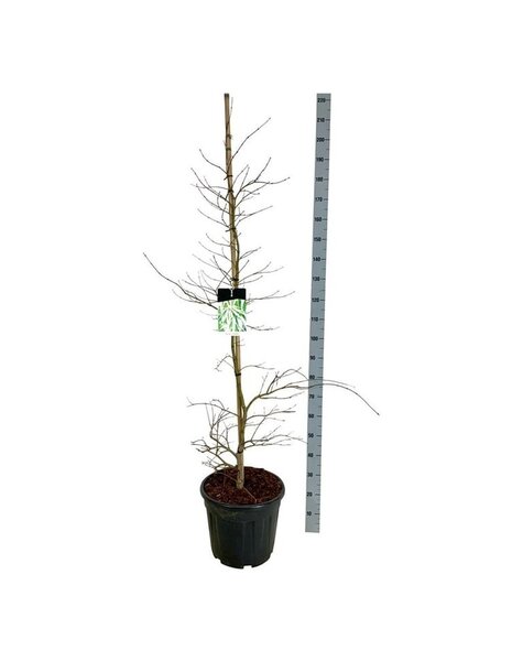 Acer
