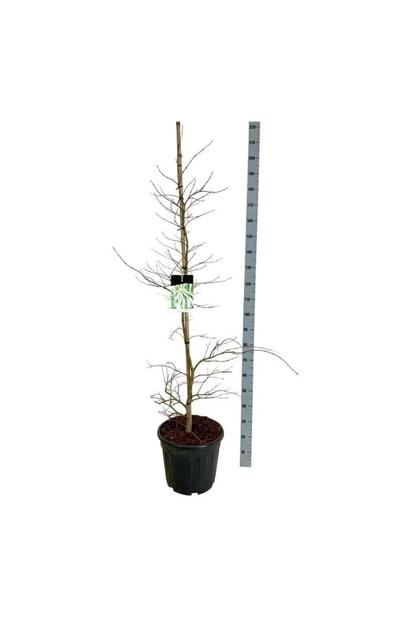Ahornbaum Acer Dissectum