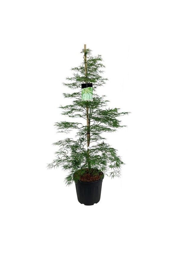 Ahornbaum Acer Dissectum