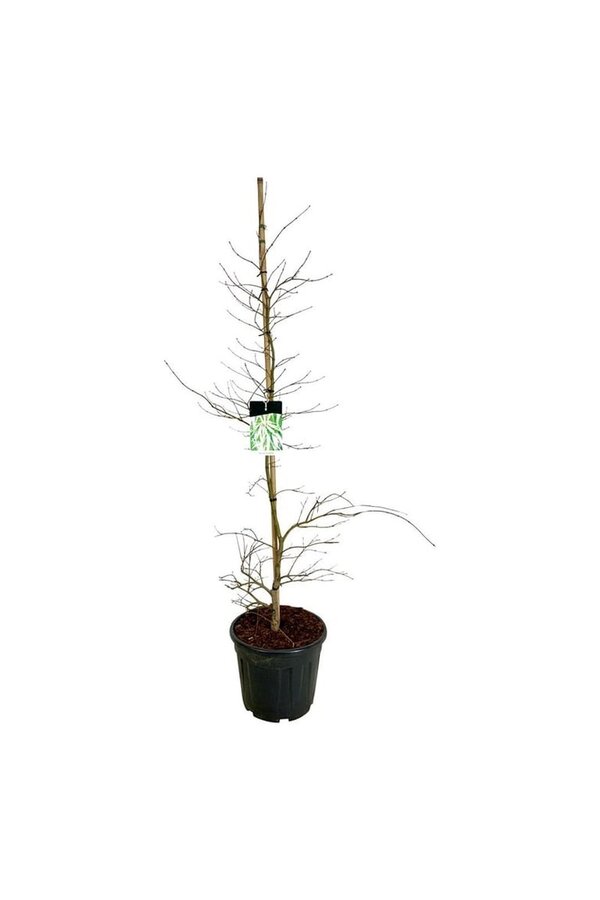 Ahornbaum Acer Dissectum