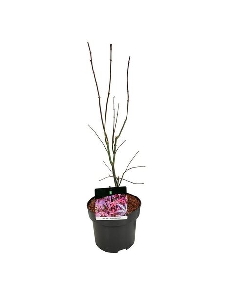 Acer