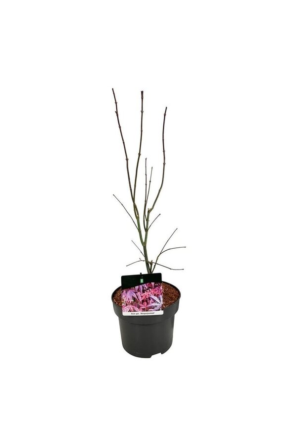 Ahorn Acer Atropurpureum
