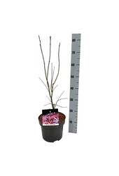 Ahorn Acer Atropurpureum