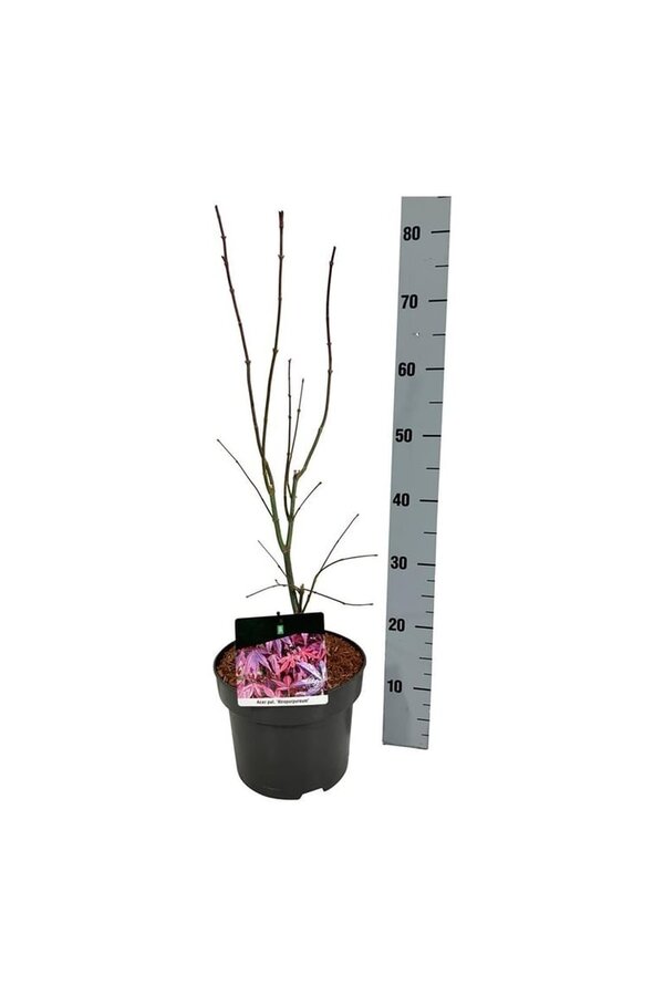 Ahorn Acer Atropurpureum