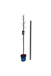 Ahorn Acer North Wind ®