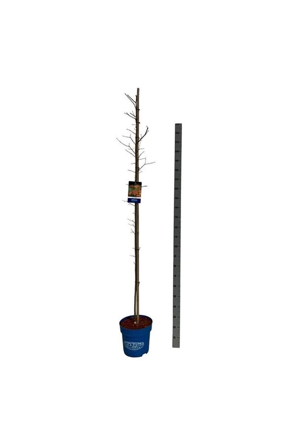 Ahorn Acer North Wind ®