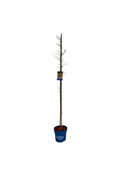 Ahorn Acer North Wind ®