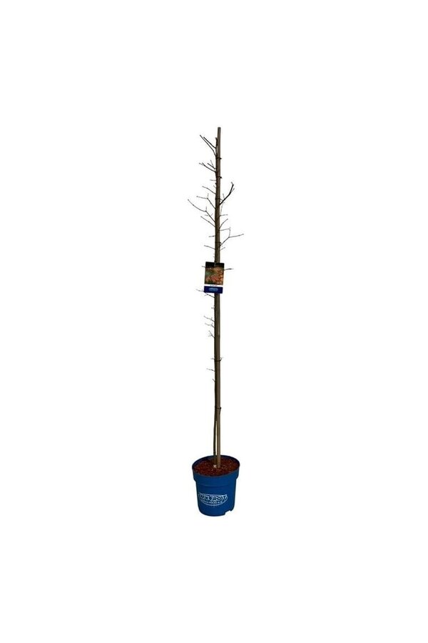 Ahorn Acer North Wind ®
