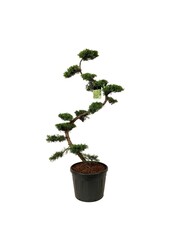 Zypresse Juniperus Pfitzeriana Aurea