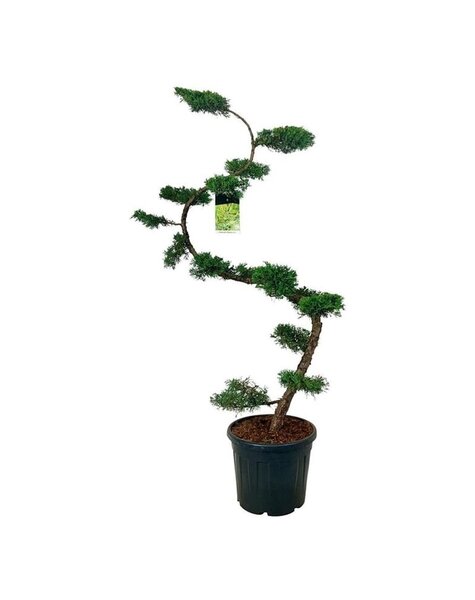 Juniperus
