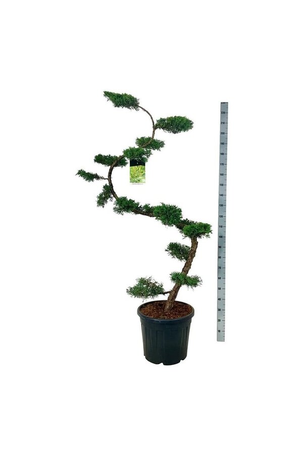 Zypresse Juniperus Pfitzeriana Aurea