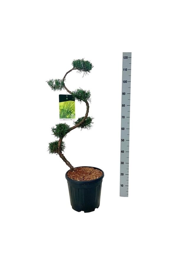 Zypresse Juniperus Minze Julep