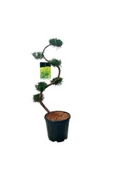 Zypresse Juniperus Minze Julep