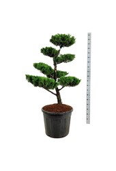 Zypresse Juniperus Kaizuka