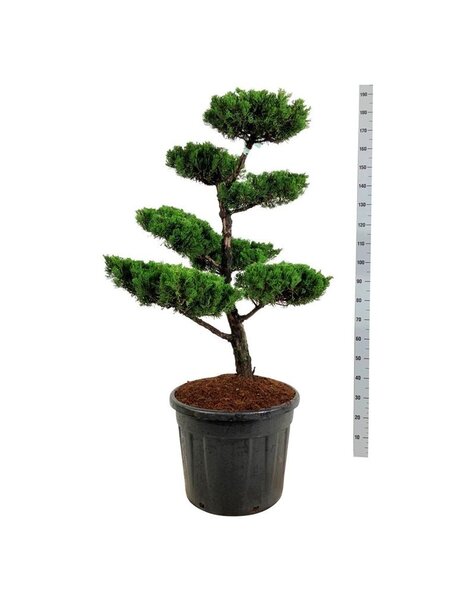 Juniperus