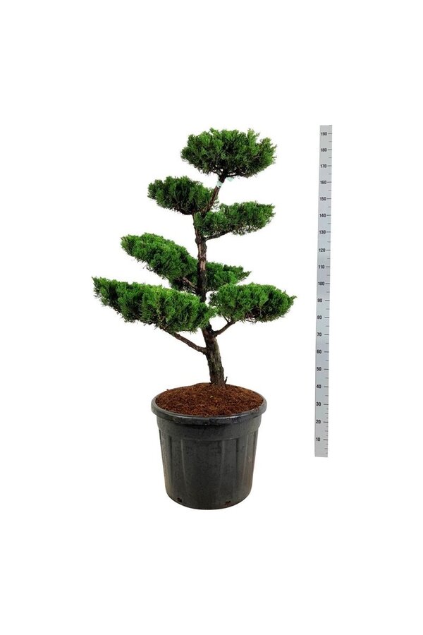 Zypresse Juniperus Kaizuka
