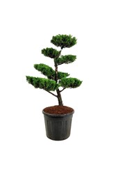 Zypresse Juniperus Kaizuka