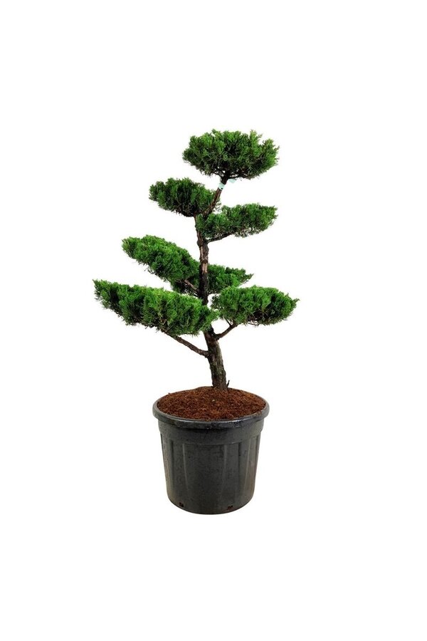 Zypresse Juniperus Kaizuka