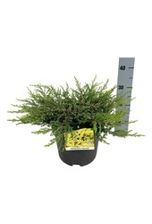 Zypresse Juniperus Goldschatz