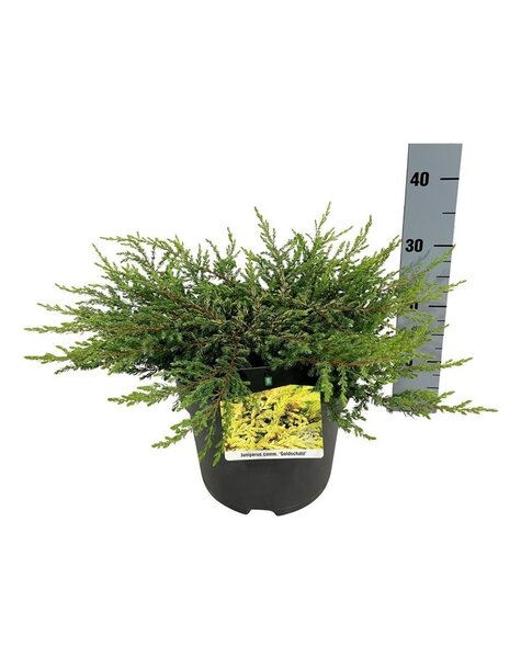 Juniperus