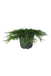 Zypresse Juniperus Grüner Teppich