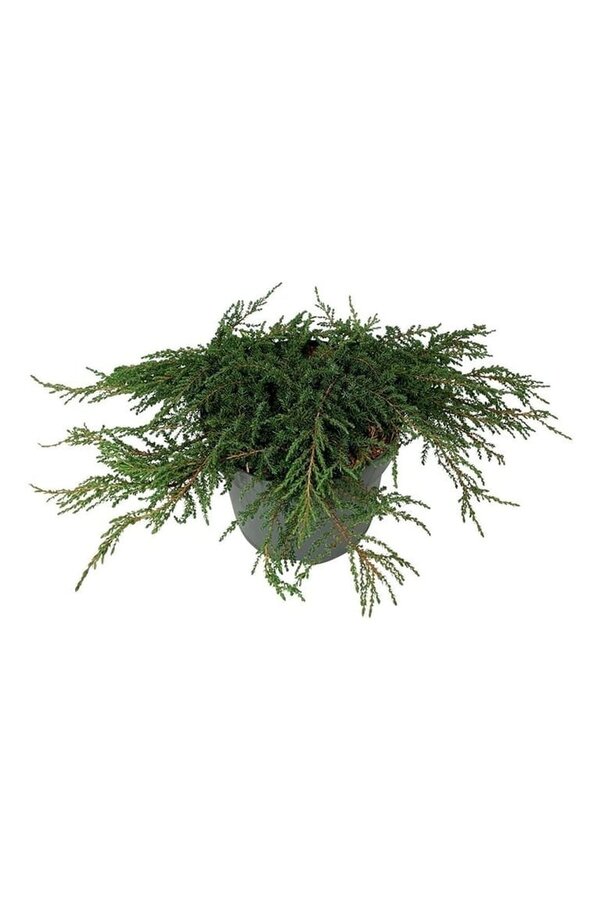 Zypresse Juniperus Grüner Teppich