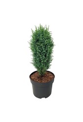 Zypresse Juniperus Compressa