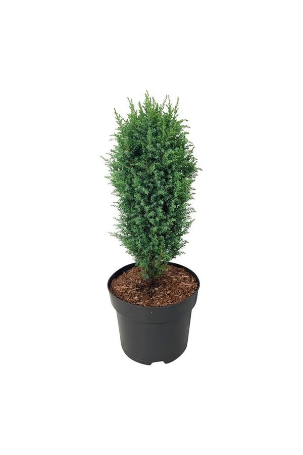 Zypresse Juniperus Compressa