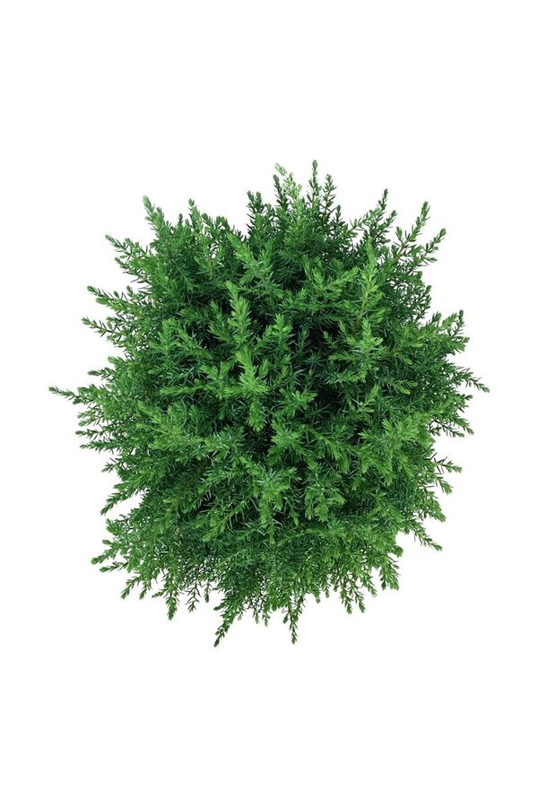 Zypresse Juniperus Compressa