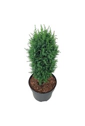 Zypresse Juniperus Compressa