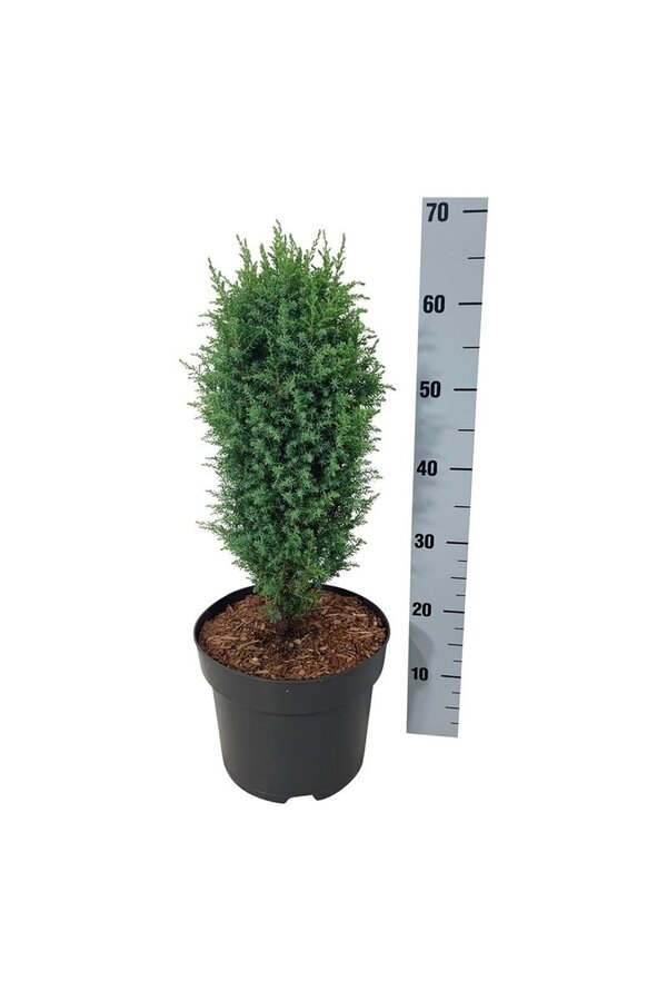 Zypresse Juniperus Compressa
