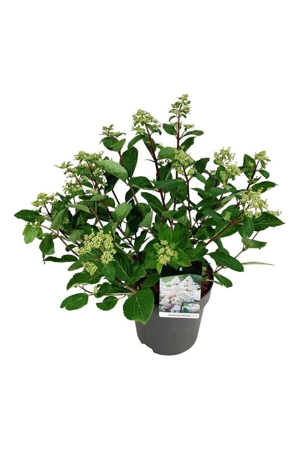 Hortensie Hydrangea Early Harry
