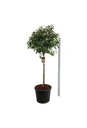 Glanzmispel Photinia fraseri Rotkehlchen