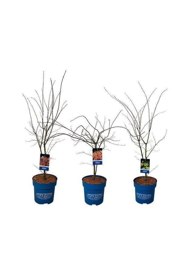 Ahorn Mix Schicht Acer JACK FROST® Kollektion