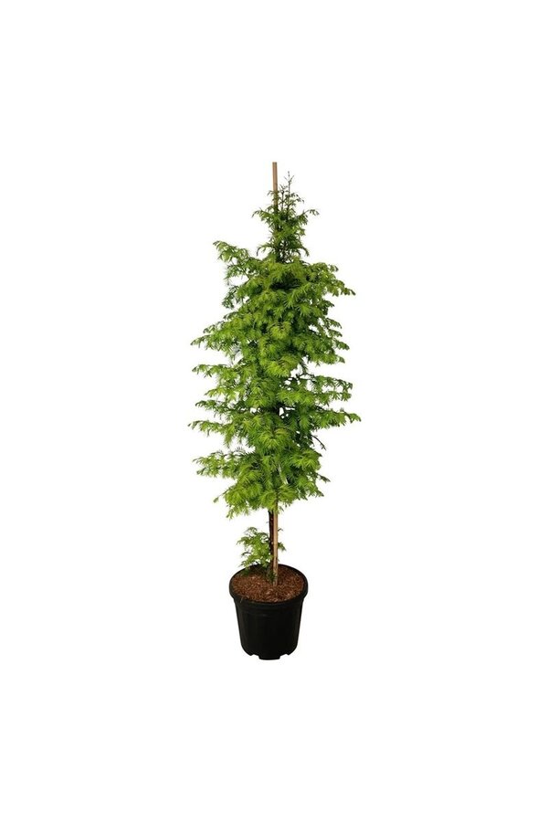 Dawn Redwood Amber Glow PBR