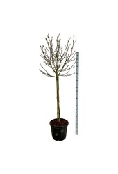 Biberbaum Magnolia Alba Superba