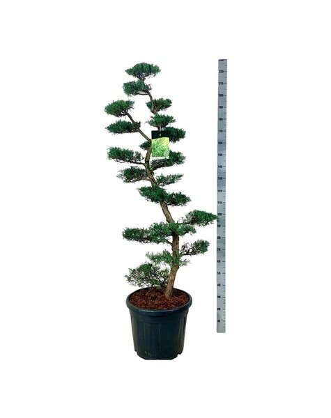 Juniperus