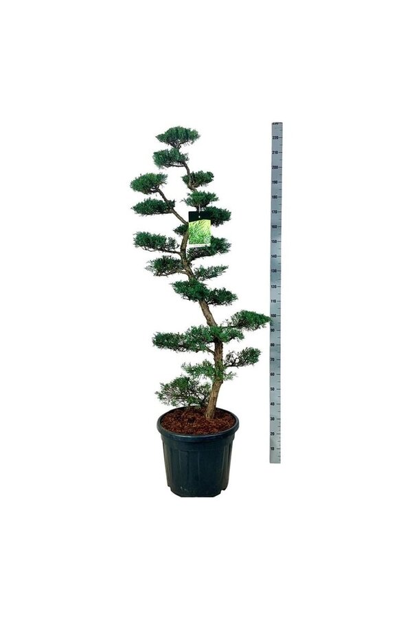 Zypresse Juniperus Grey Owl