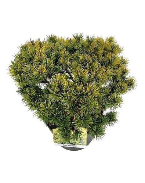 Pinus
