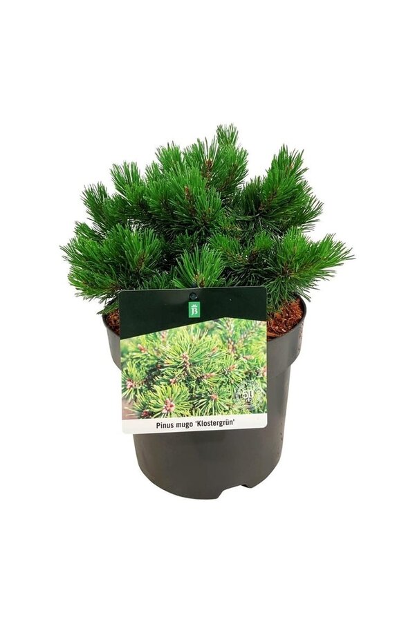Kiefer Pinus mugo Klostergrün