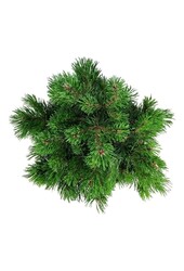 Kiefer Pinus mugo Klostergrün