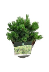 Kiefer Pinus mugo Klostergrün
