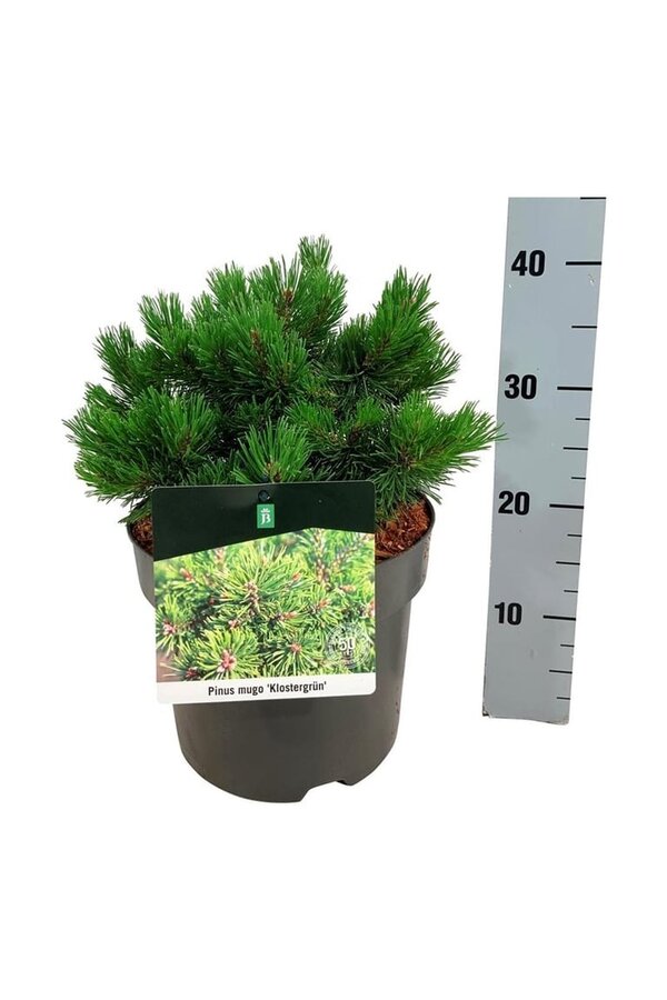 Kiefer Pinus mugo Klostergrün