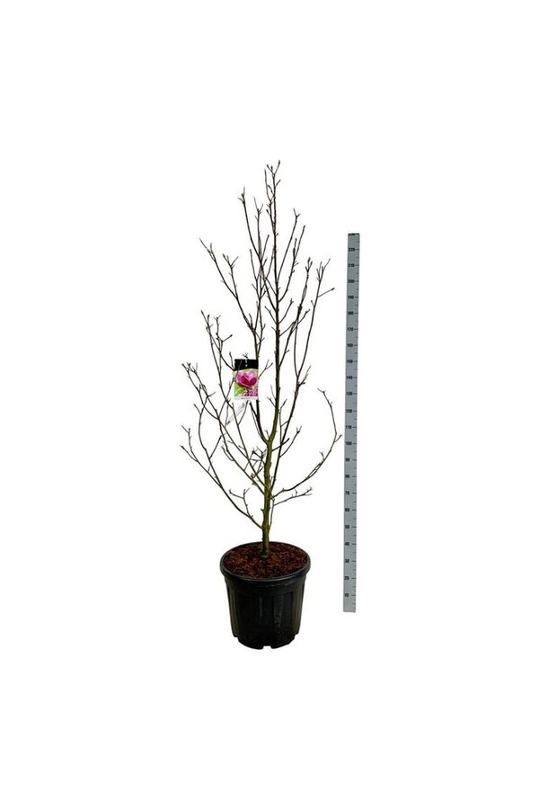 Biberbaum Magnolia Genie (pbr)