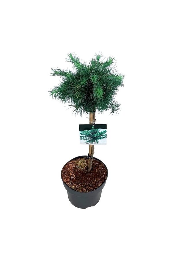 Larix Grau Perle